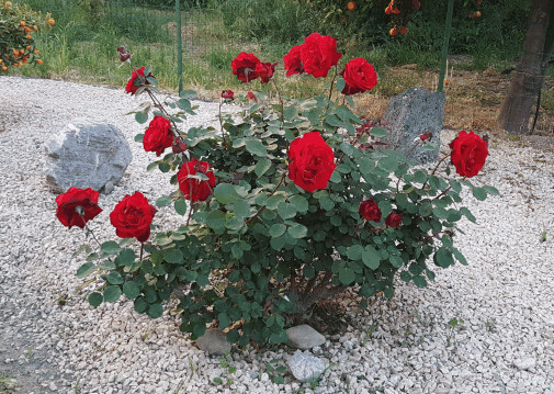 villa valentina b&b taormina giardino rose