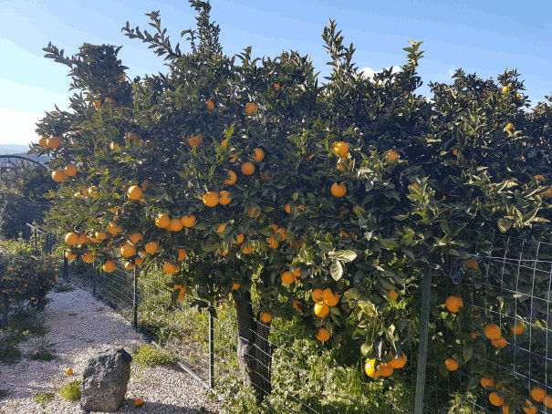 b&b villa valentina taormina tuin sinaasappelen